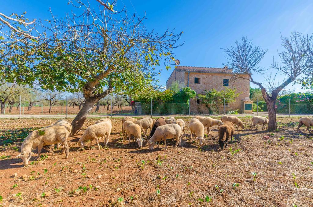 Sa Mata Villa Campanet Kültér fotó